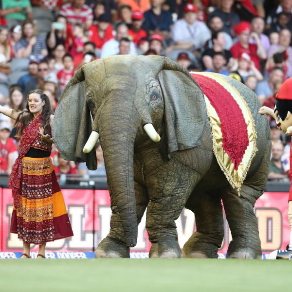 Stilt Walkers Australia Animal Themed Stilt Walkers Eesha Elephant