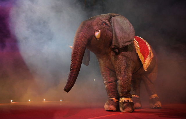 entertainer eesha elephant